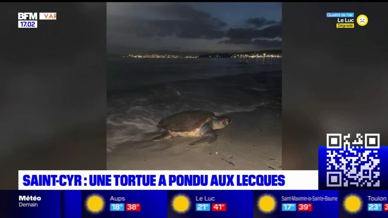 , Après Porquerolles, c&rsquo;est à Saint-Cyr sur mer qu&rsquo;une tortue est venue pondre ses oeufs